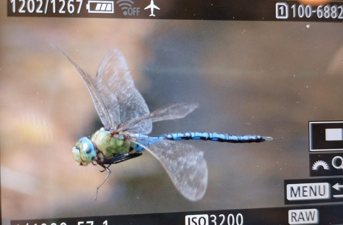 Anax imperator  - Battisti Andrea