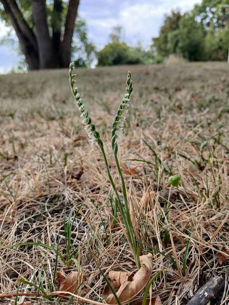 Spiranthes spiralis  - Alain Falvard