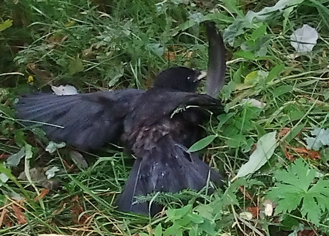 Gracchio alpino  - Marco Cortemiglia