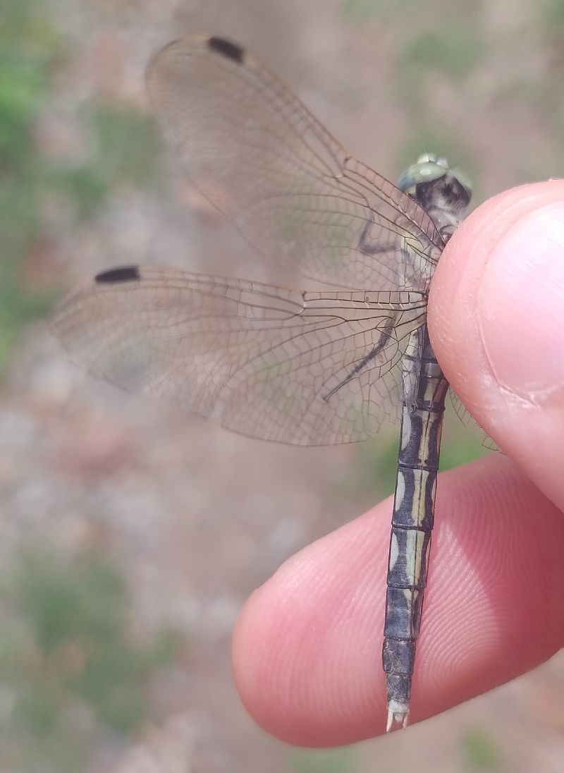 Orthetrum albistylum  - Battisti Andrea