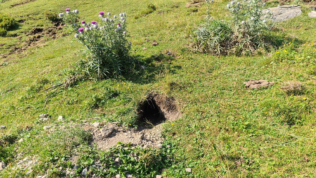 Marmotta  - Fabrizio Florit (FVG)