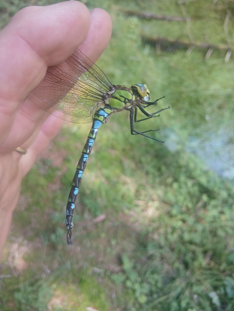 Aeshna cyanea  - Michele Cassol