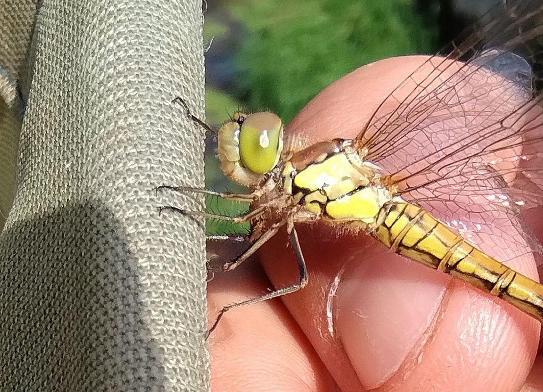 Sympetrum striolatum  - Battisti Andrea