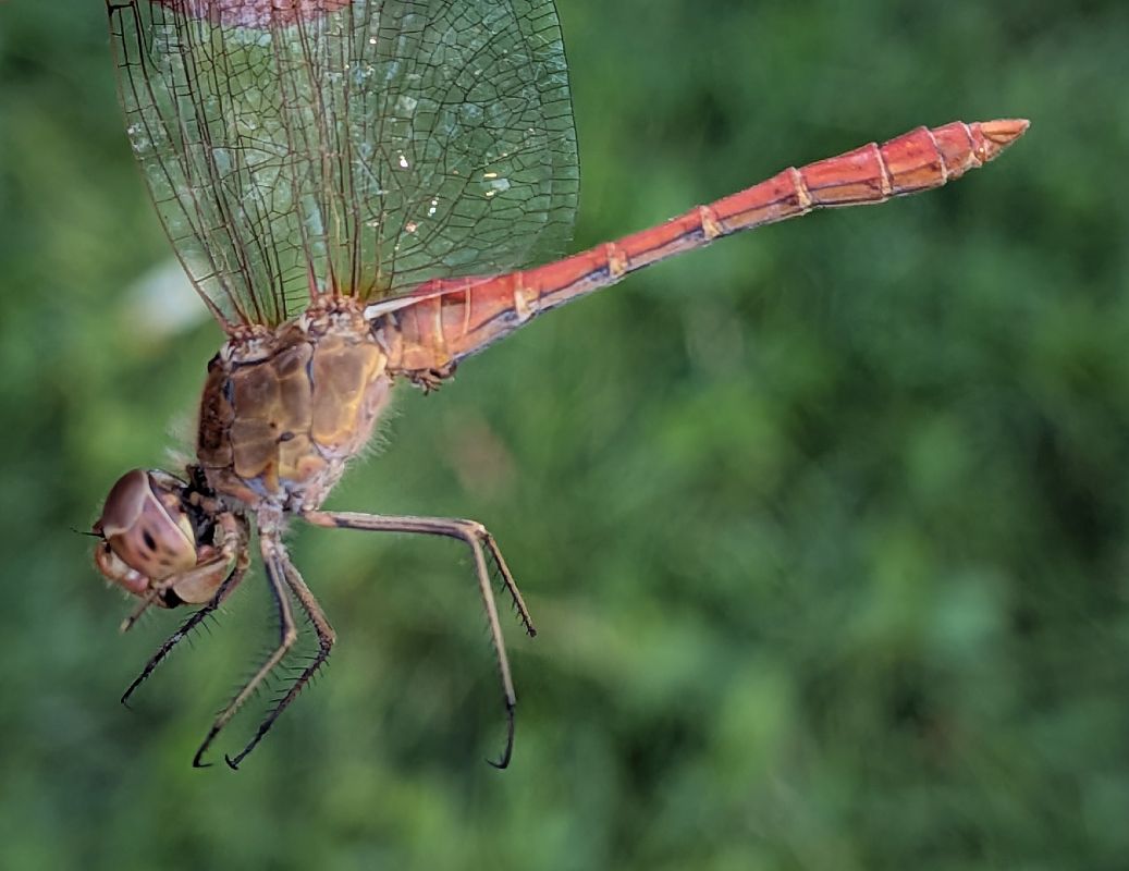Sympetrum meridionale  - Andrea Verdelli