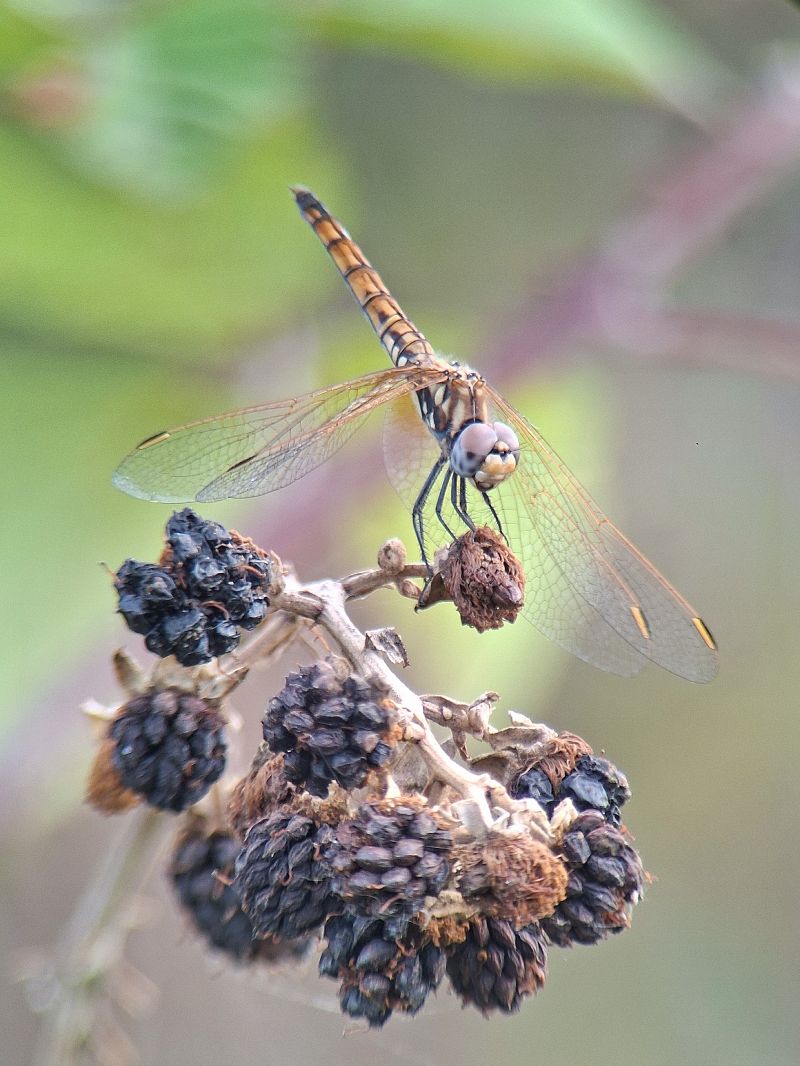 Trithemis annulata  - Leonardo Siddi
