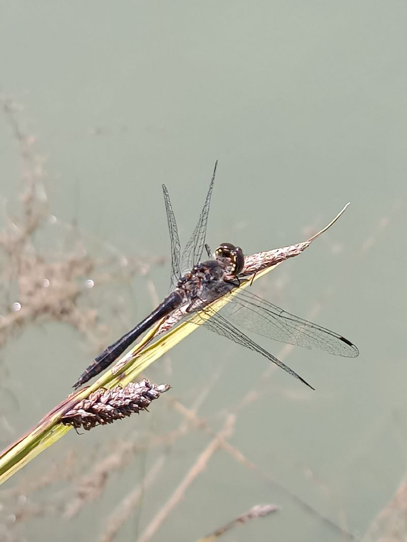 Sympetrum danae  - Battisti Andrea