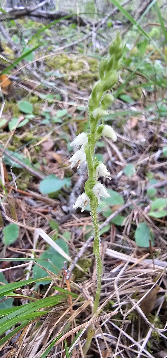 Goodyera repens  - Claire Perrachon