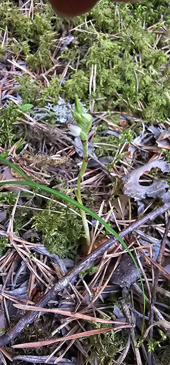 Goodyera repens  - Claire Perrachon