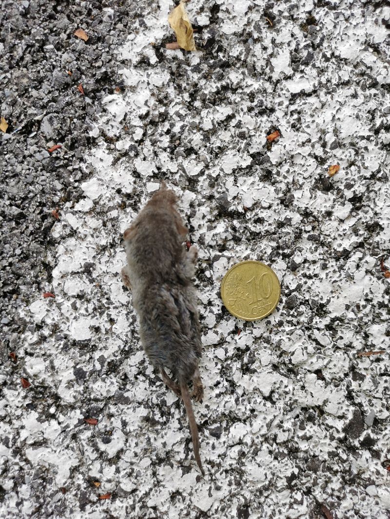 Crocidura minore  - Piero Bonvicini
