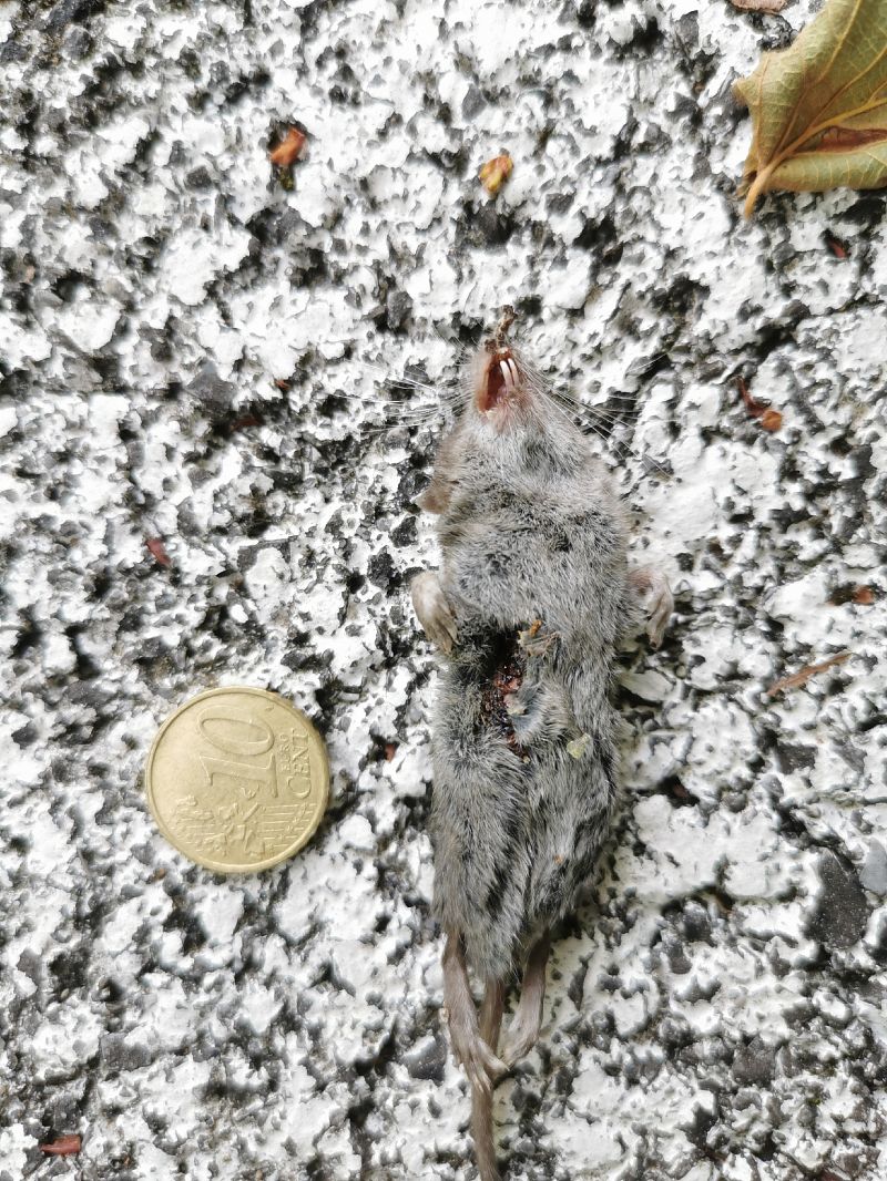 Crocidura minore  - Piero Bonvicini