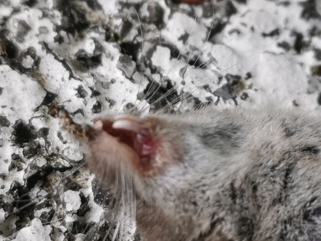 Crocidura minore  - Piero Bonvicini