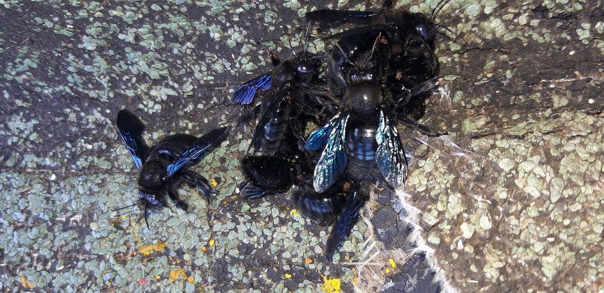 Xylocopa sp.  - Michele Cento