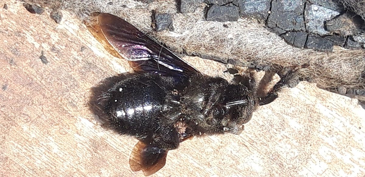 Xylocopa sp.  - Michele Cento