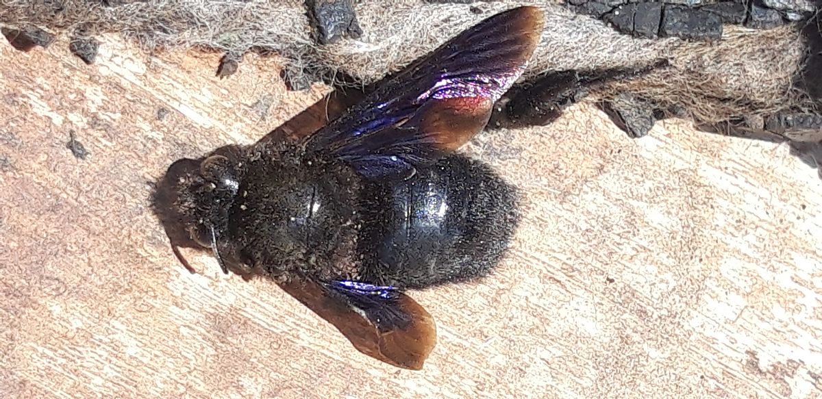 Xylocopa sp.  - Michele Cento