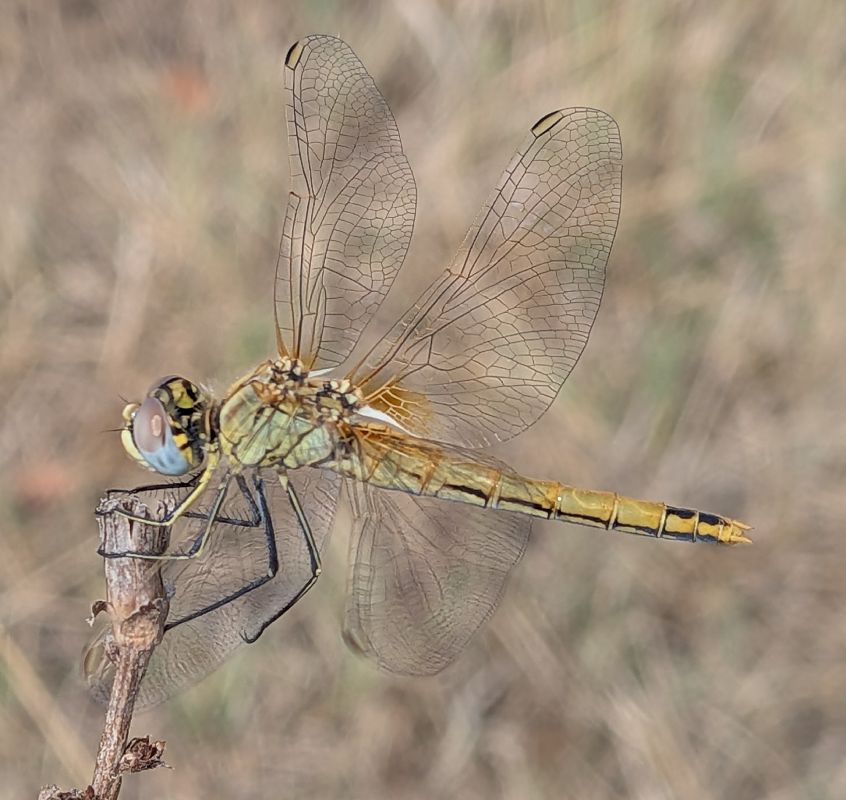 Sympetrum fonscolombei  - Andrea Verdelli