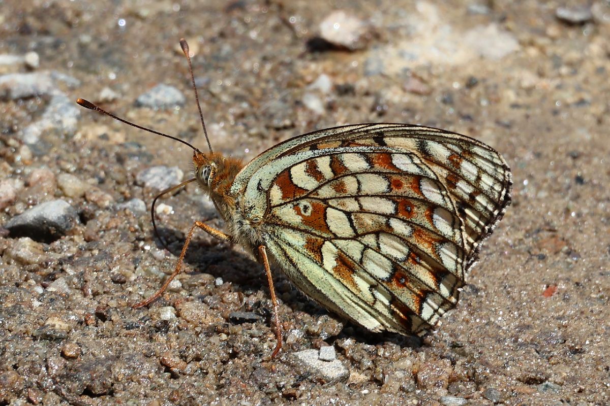 Fabriciana niobe  - Lorenzo Lanzani
