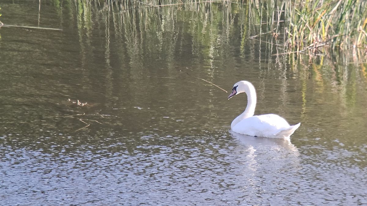 Cigne mut  - Sergi Torné