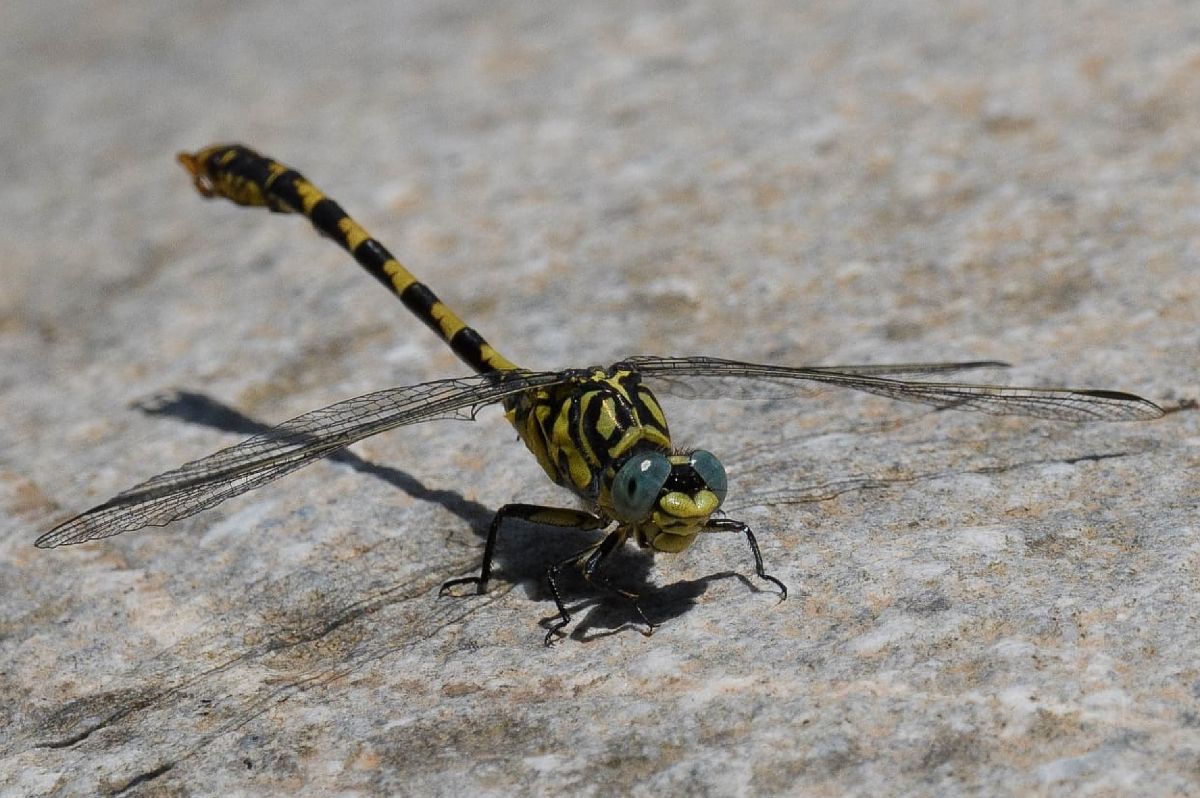 Onychogomphus forcipatus  - Rudy Valfiorito