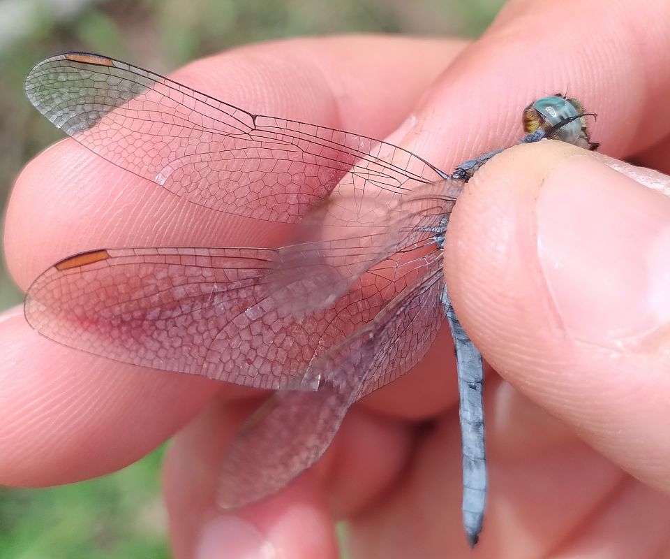 Orthetrum coerulescens  - Battisti Andrea