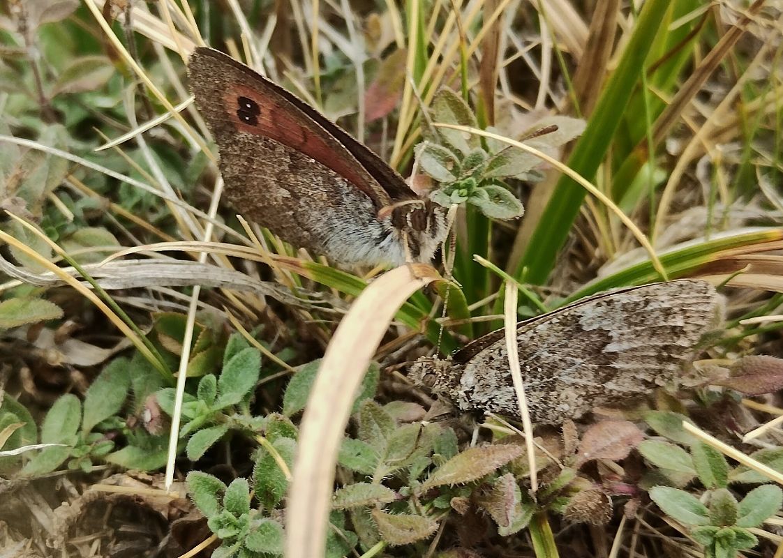 Erebia cassioides  - Marco Cortemiglia
