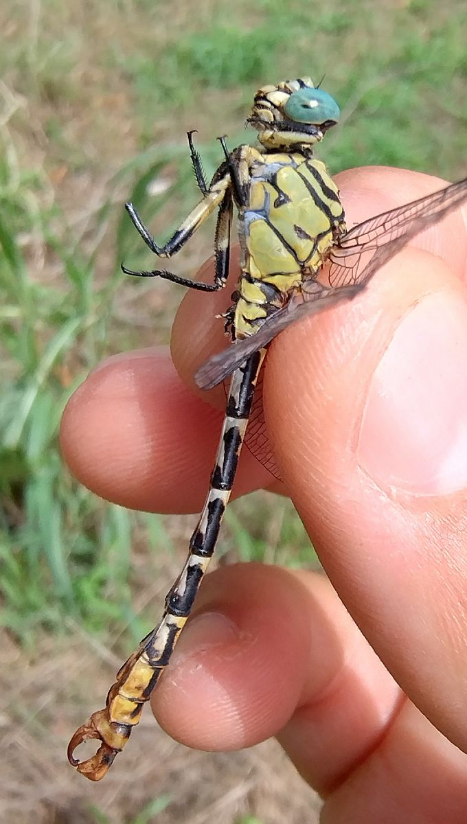 Onychogomphus forcipatus  - Battisti Andrea