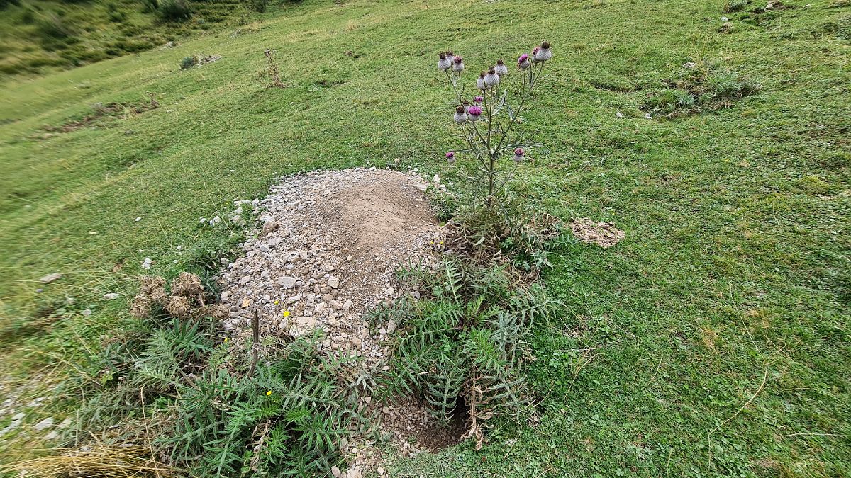 Marmotta  - Fabrizio Florit (FVG)