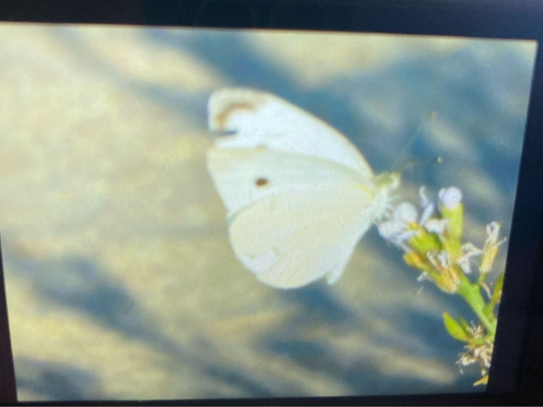 Pieris rapae  - Maria Rita Gelso