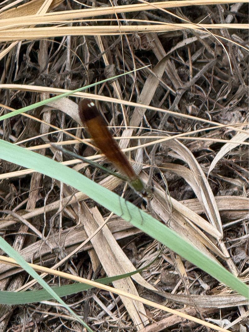 Calopteryx haemorrhoidalis  - Andrea Galimberti
