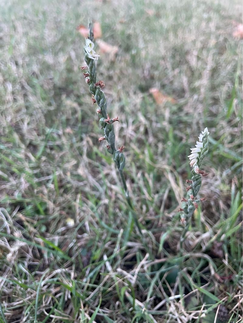 Spiranthes spiralis  - Erwan Leherisse