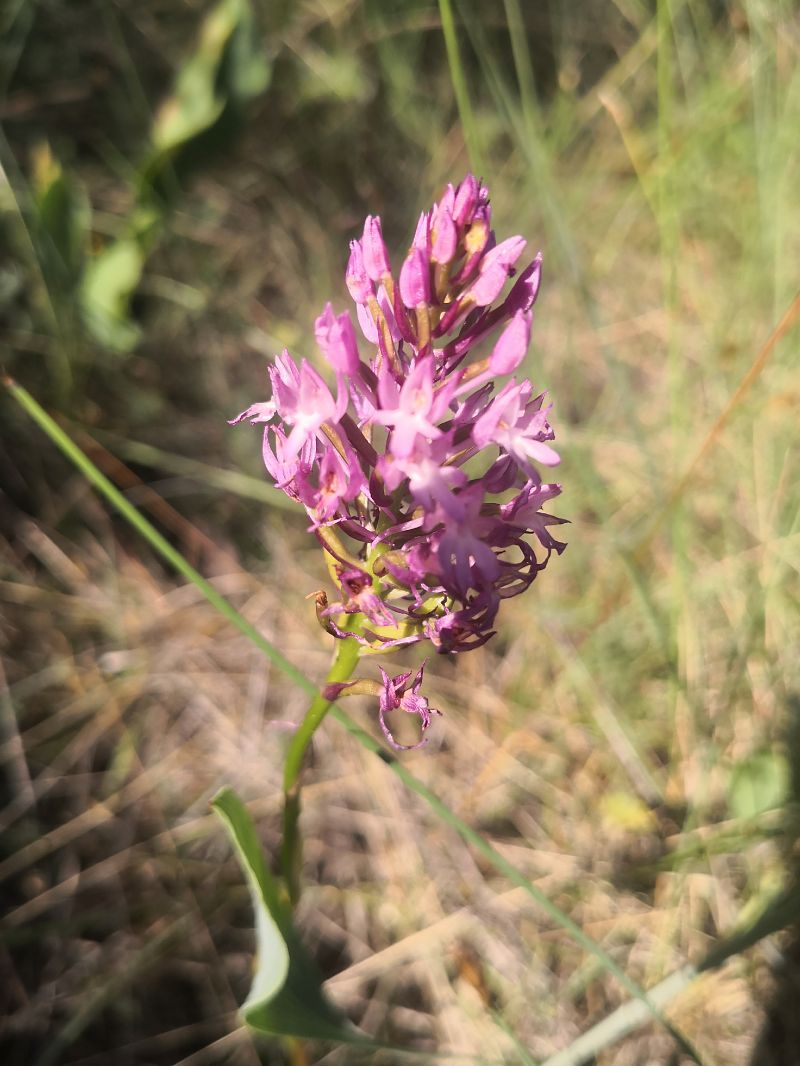 Anacamptis pyramidalis  - Emili Sancha