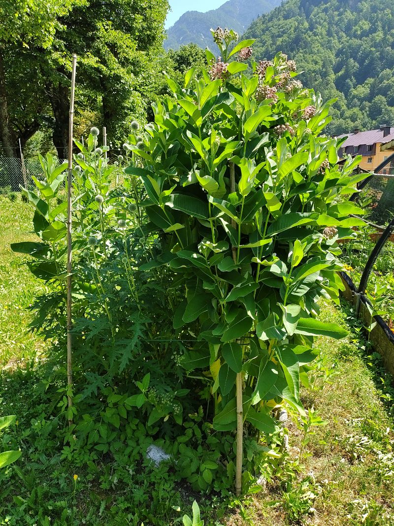 Asclepias syriaca  - Maria Festa (FVG)
