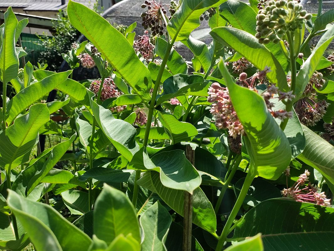 Asclepias syriaca  - Maria Festa (FVG)