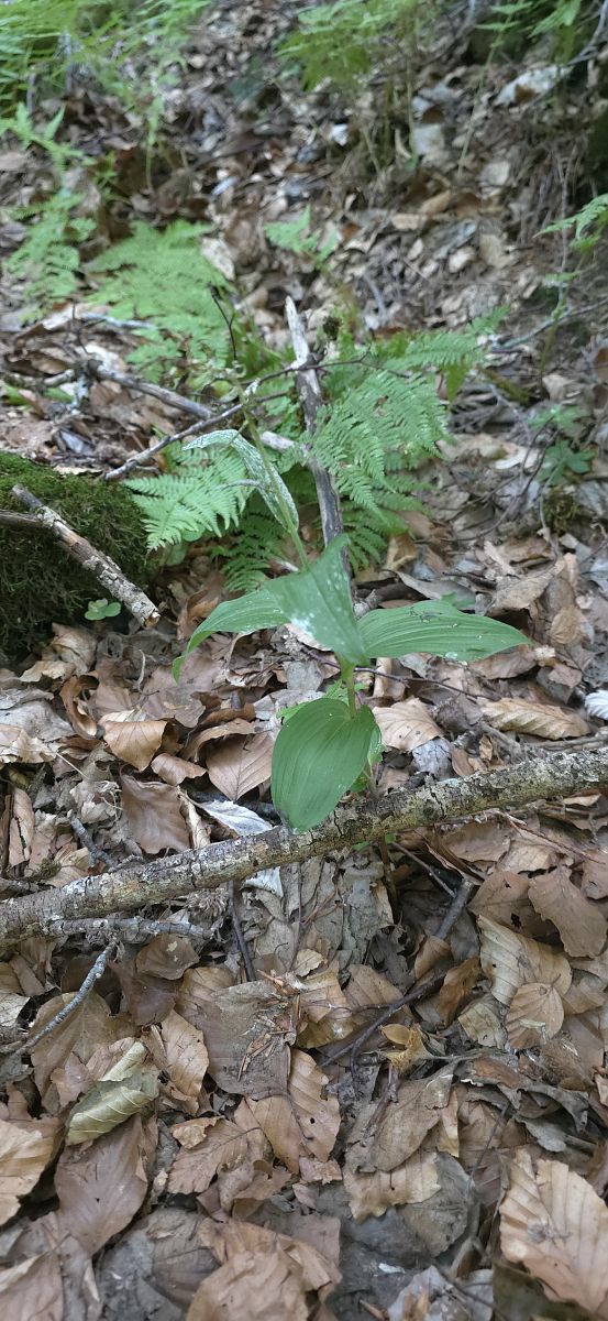 Epipactis helleborine  - Michel Robin