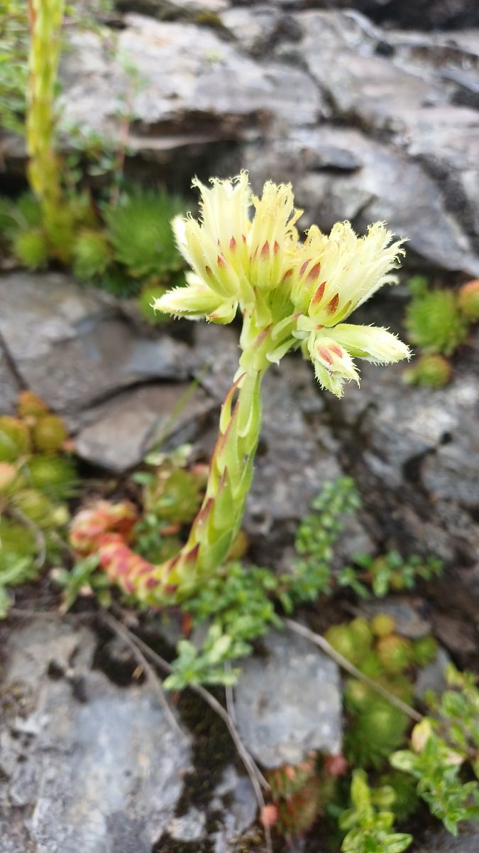 Sempervivum wulfenii  - Angelo Sinuello (FVG)