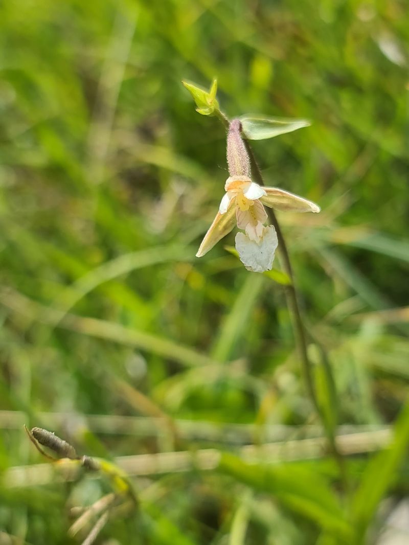 Epipactis palustris  - Christian Fleury