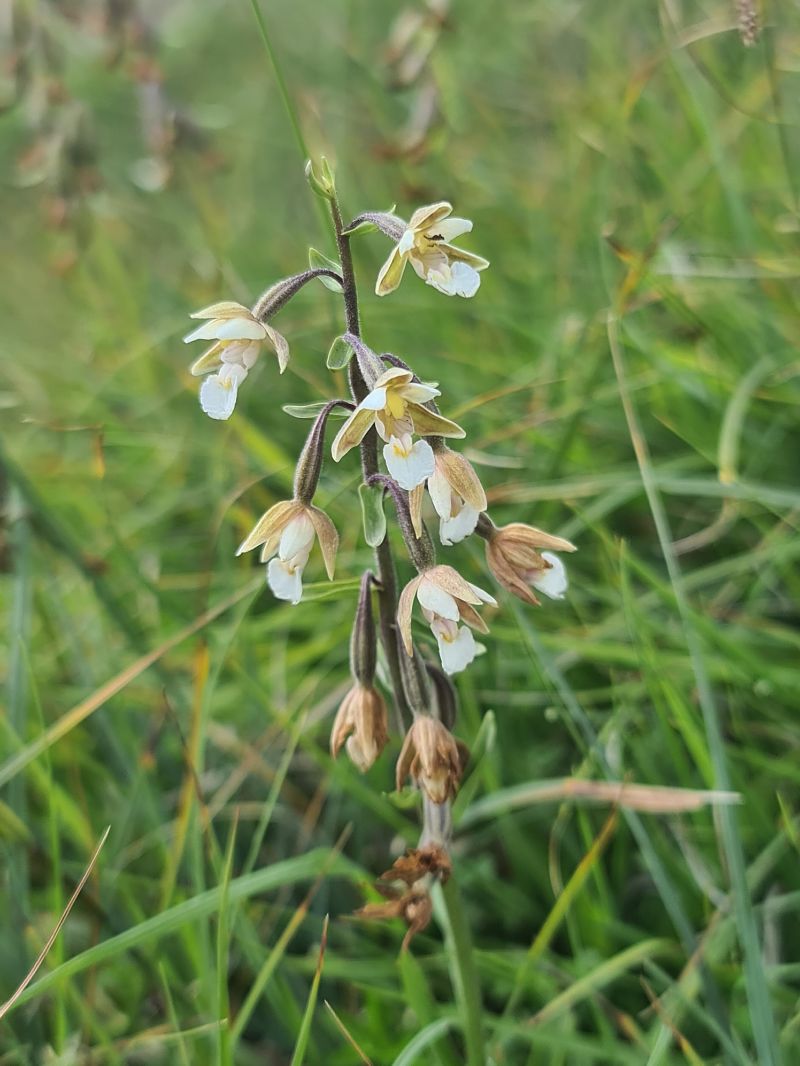 Epipactis palustris  - Christian Fleury
