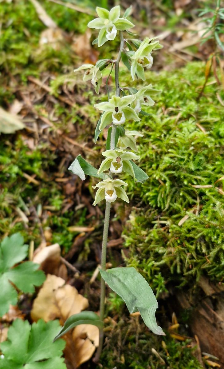 Epipactis purpurata f. chlorophylla  - Laurent Bignon