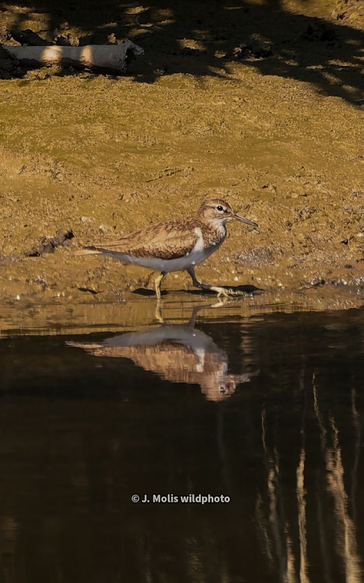Common Sandpiper  - Jose Molis