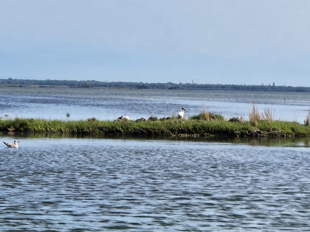 Ibis sacro  - Elisa de Belli (FVG)