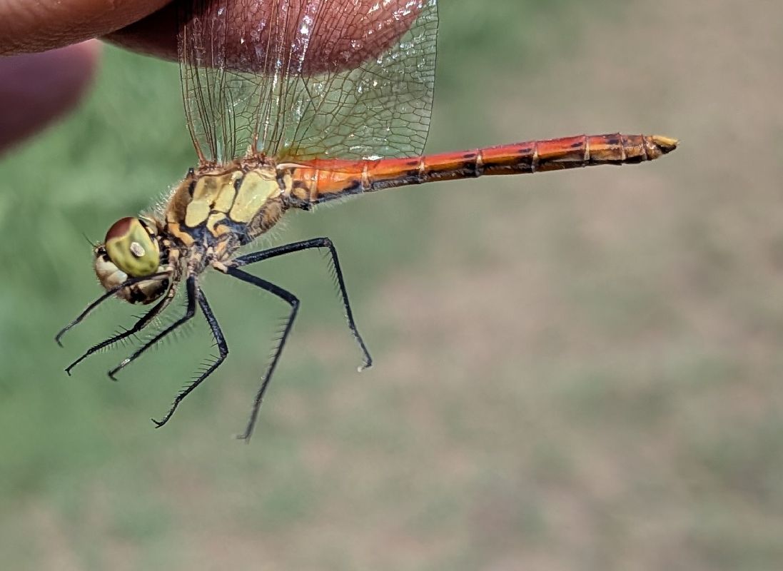 Sympetrum depressiusculum  - Andrea Verdelli