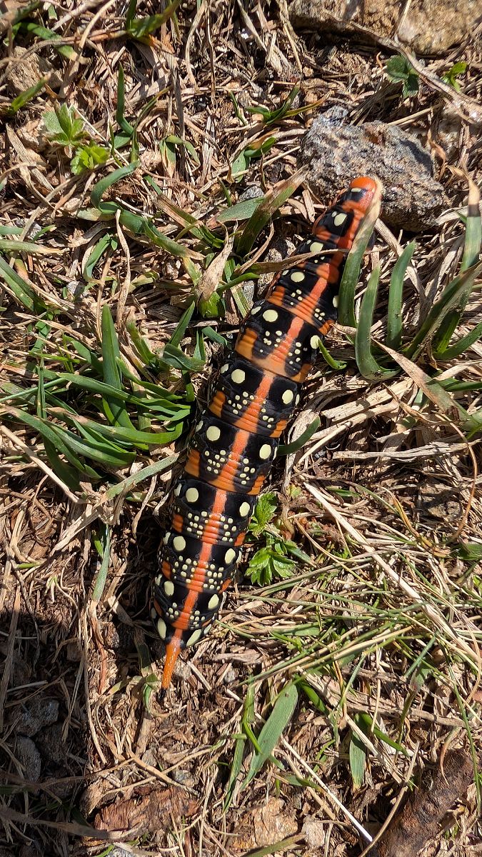 Hyles euphorbiae  - Massimo Maldifassi