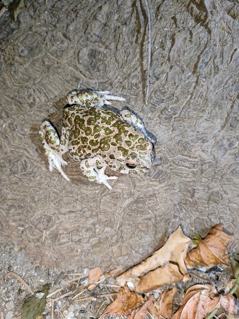 Bufotes balearicus / siculus / viridis  - Salvo Restivo