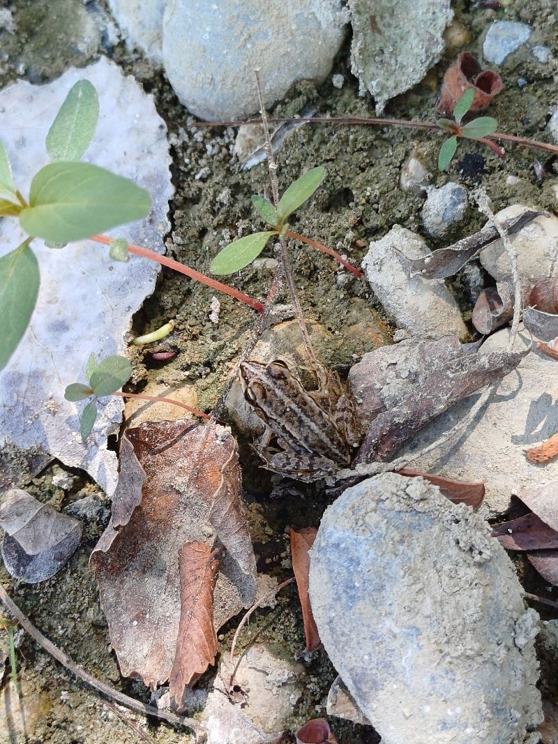 Rana esculenta o Rana di Lessona  - Sara Stella (FVG)