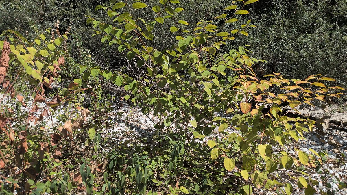Fallopia japonica  - Paolo Del Mestre (FVG)