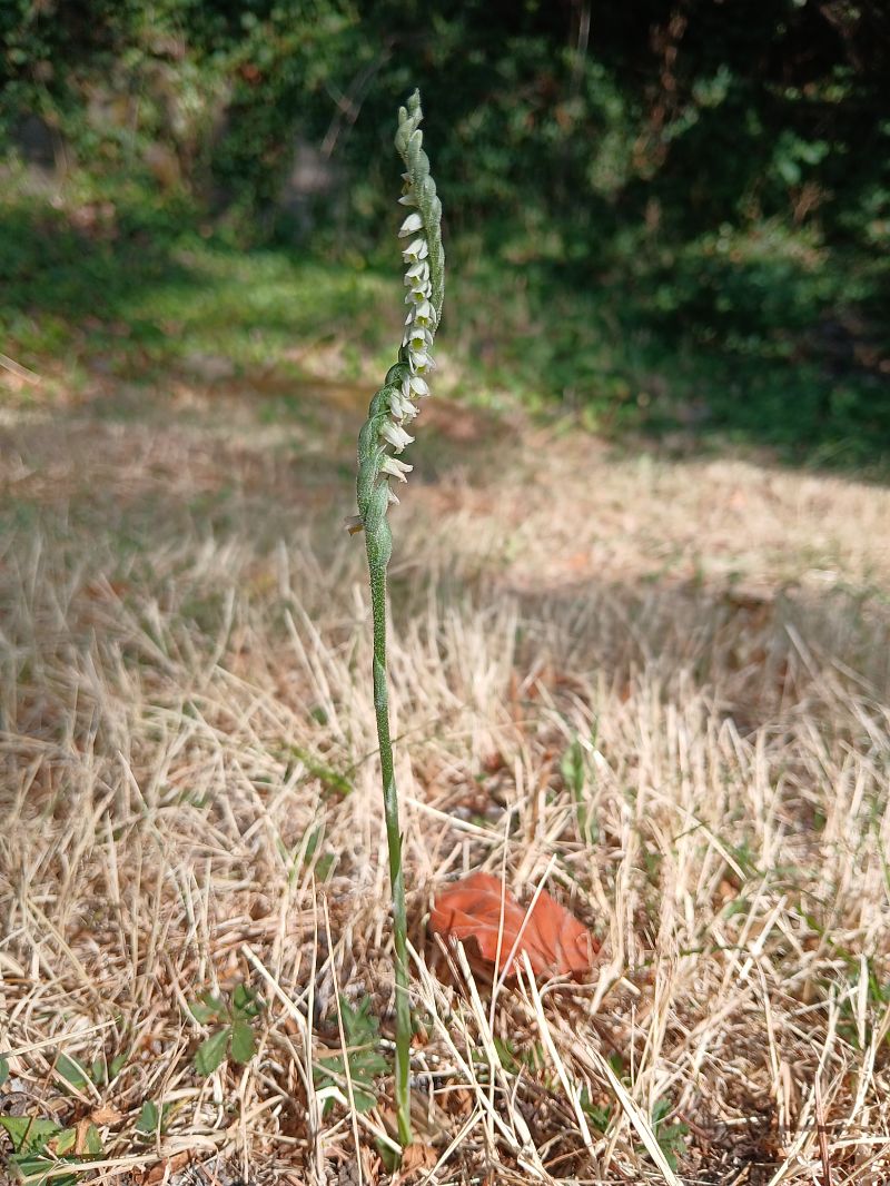 Spiranthes spiralis  - Alain Falvard