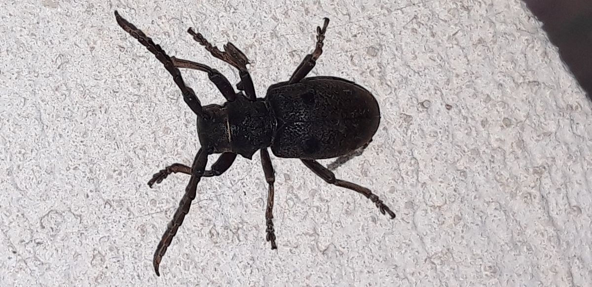 Herophila tristis  - Michele Cento