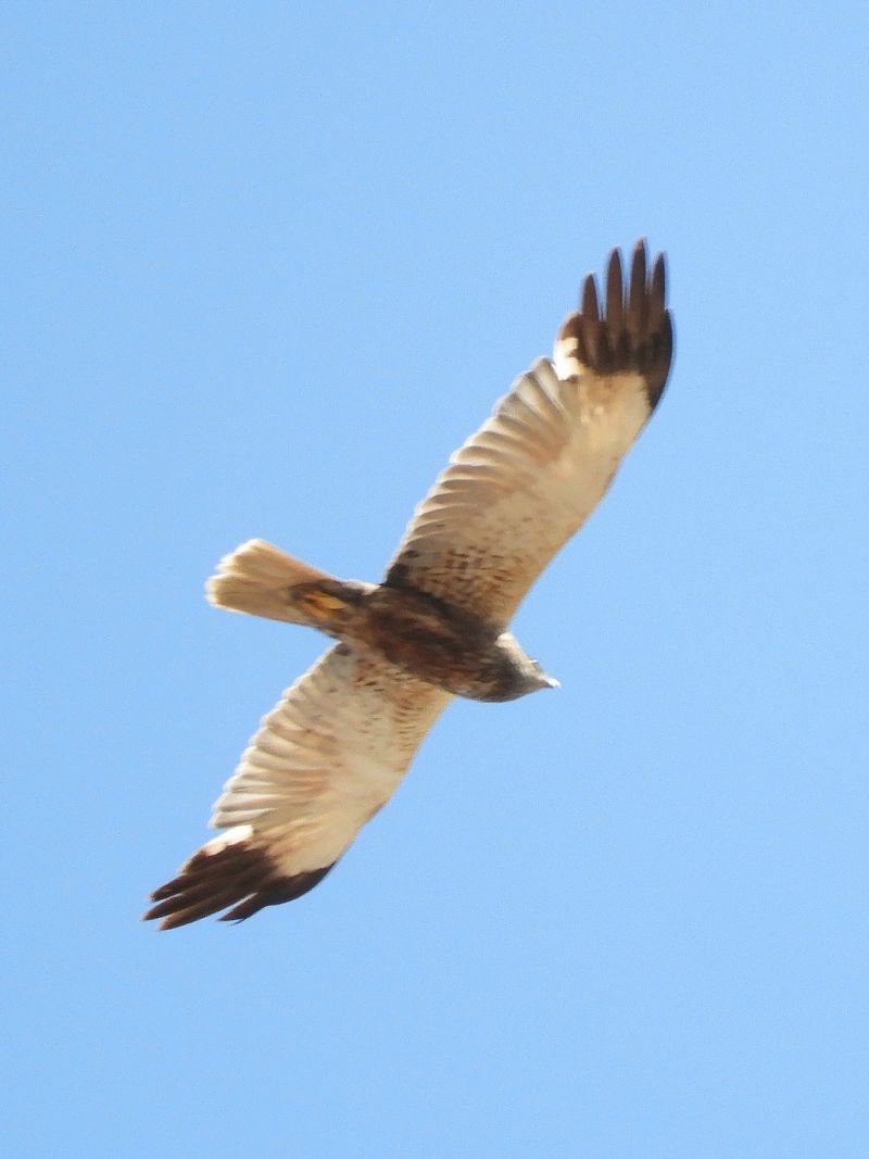 Falco di palude  - Massimo Tassinari