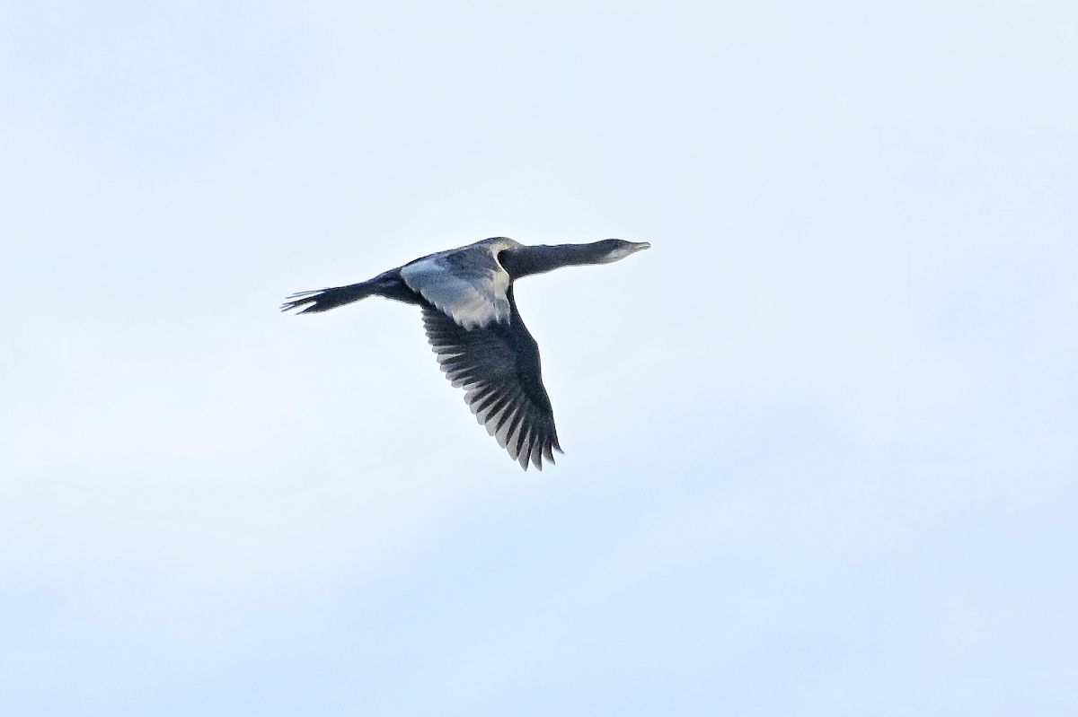kormoran mały  - Janusz Gajdas