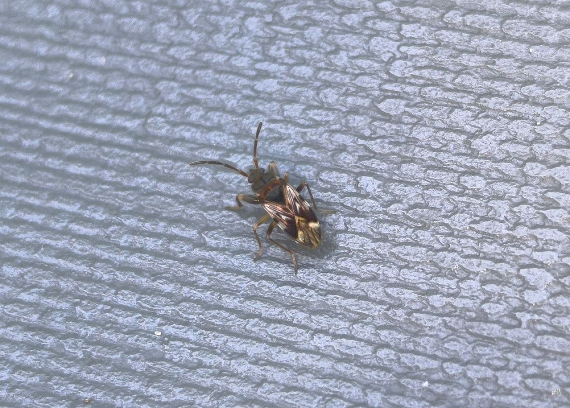 Scolopostethus pictus  - Mirko Tomasi