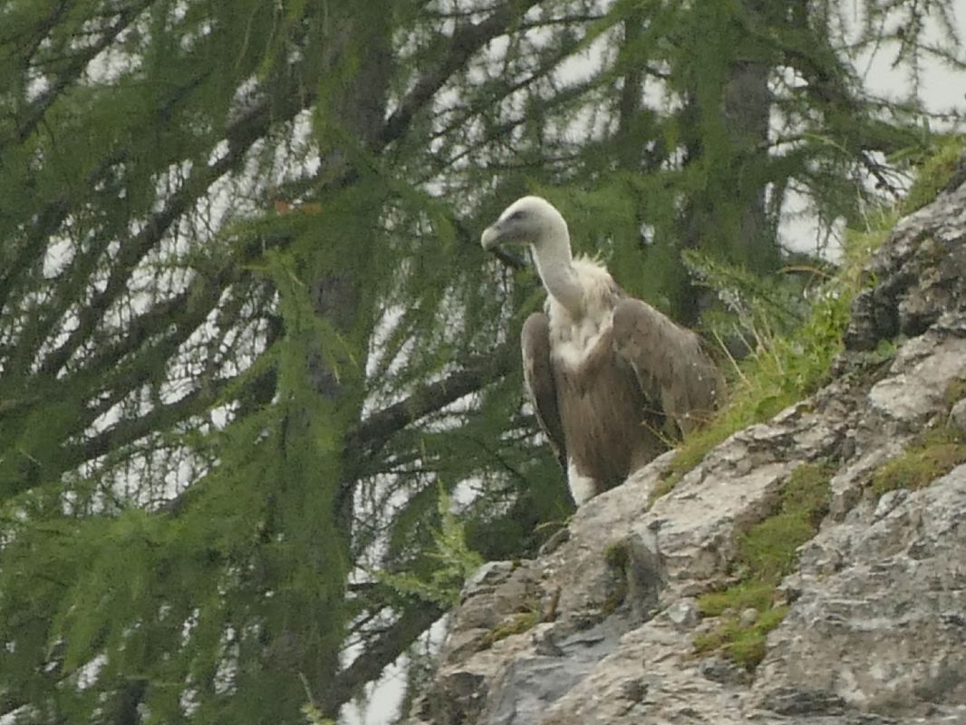 Vautour fauve  - Joachim Anger